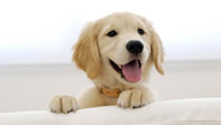 1280x720_golden-retriever-puppy