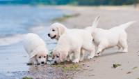 Golden-Retriever-puppies-sandbeach-seaside-1280x720