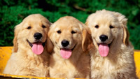 Golden_Pups_3