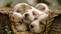 Sleepy-Puppies-1280x720