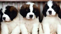 Three-Cute-Saint-Bernard-Puppies1
