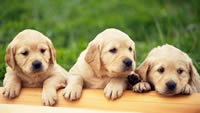Wallpaper-of-Cute-Puppies-1280x720