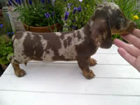 chocolate-dapple-mini-smooth-dachshund-51eabf5a14d22
