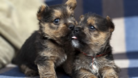 puppies_couple_tenderness_dogs_84049_1280x720
