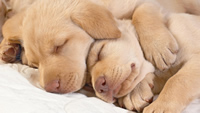 puppies_sleeping_muzzle_kids_40188_1280x720