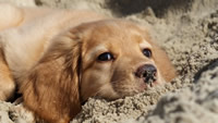 sand-animals-dogs-puppies-golden-retriever-1280x720-wallpaper