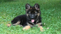 ws_Cute_German_Shepherd_Puppy_1280x720
